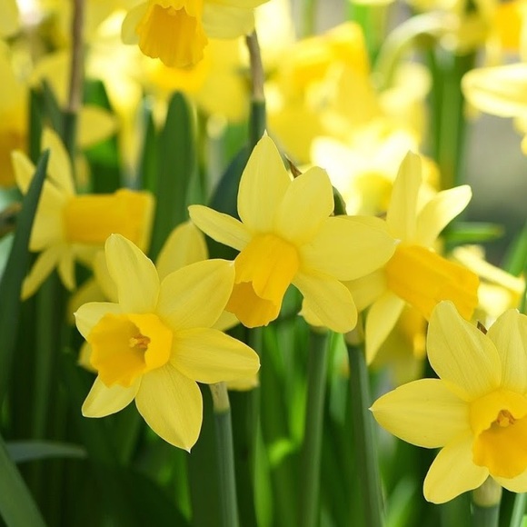 Meet your Posher, Suzanne - Picture 1 of 1